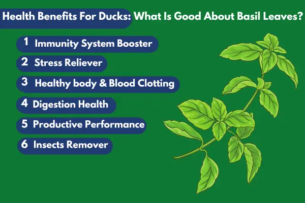 Health Benefits For Ducks: What Is Good About Basil Leaves?