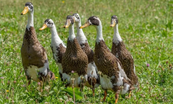 Herbs for Duck