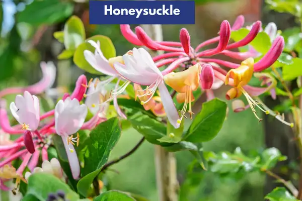 Honeysuckle