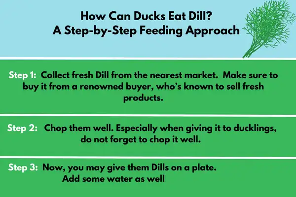 How Can Ducks Eat Dill?