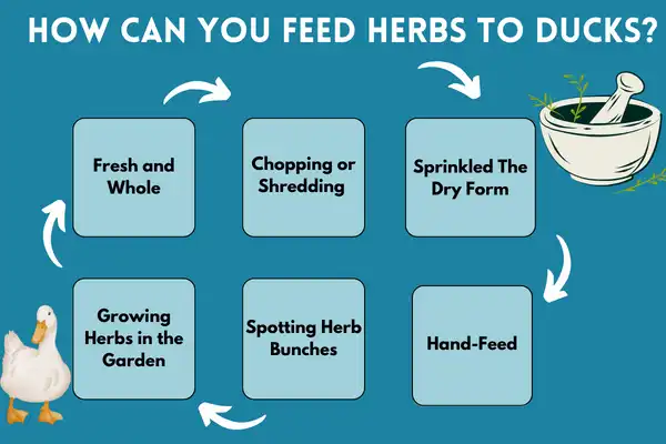 How Can You Feed Herbs To Ducks?