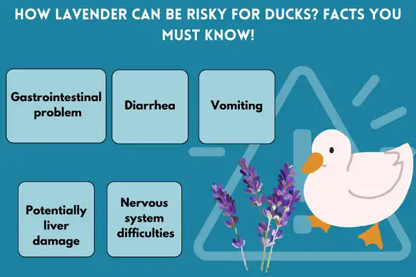 How Lavender Can Be Risky For Ducks Facts You Must Know