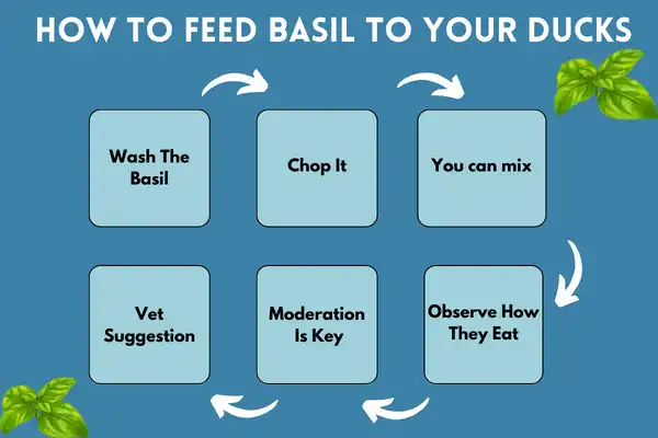 How To Feed Basil To Your Ducks