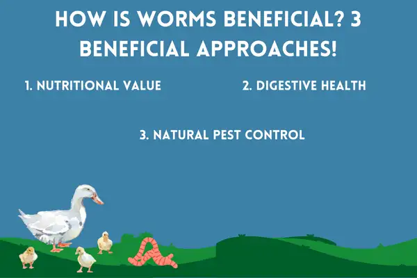 How is Worms Beneficial? 3 Beneficial Approaches!