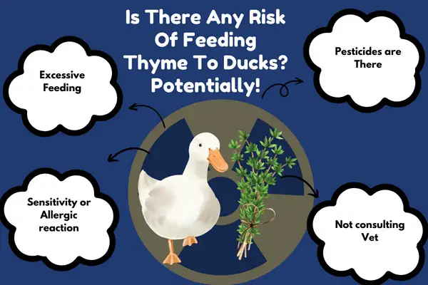 Is There Any Risk Of Feeding Thyme To Ducks? Potentially!