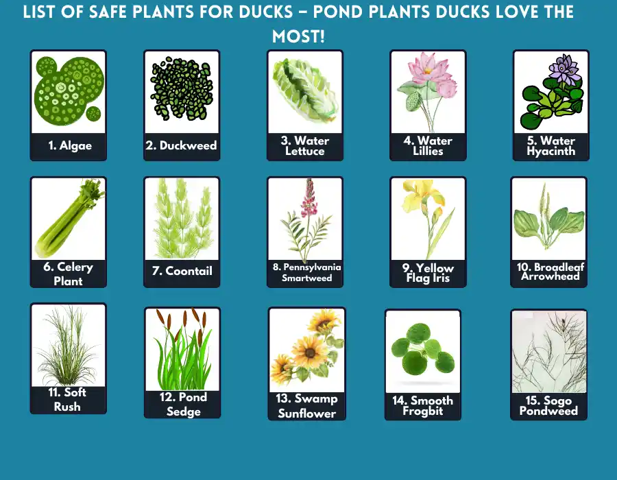 15 Aquatic Plants For Ducks What Are The Safest?