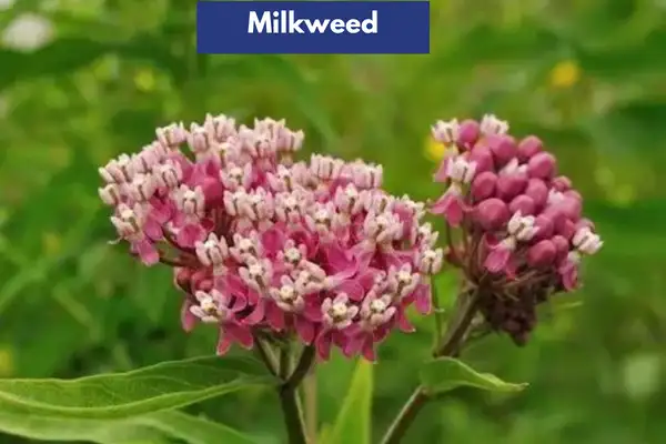 Milkweed