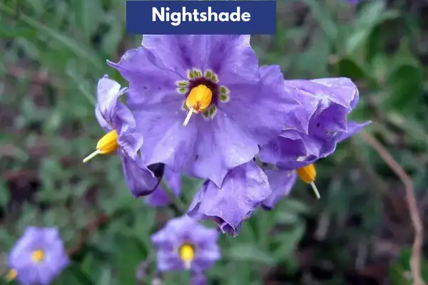 Nightshade