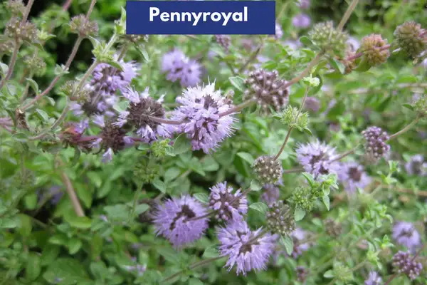 Pennyroyal