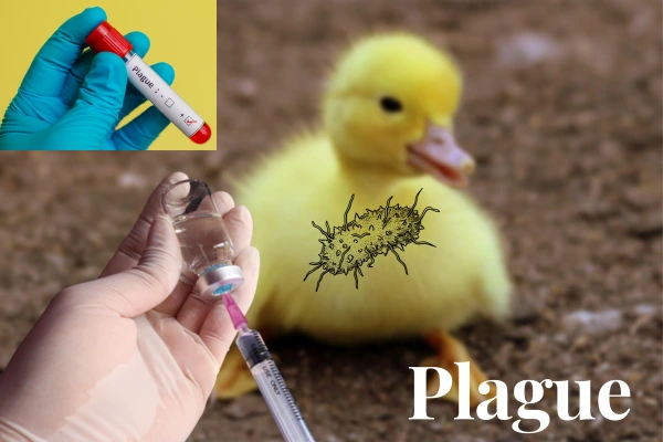 Plague