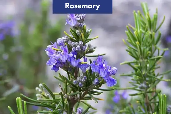 Rosemary