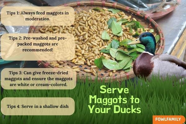 4 Serving Tips