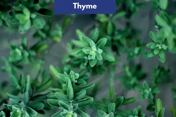 Thyme