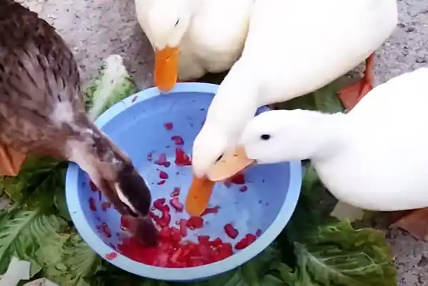 Ducks are eating Tomatoes