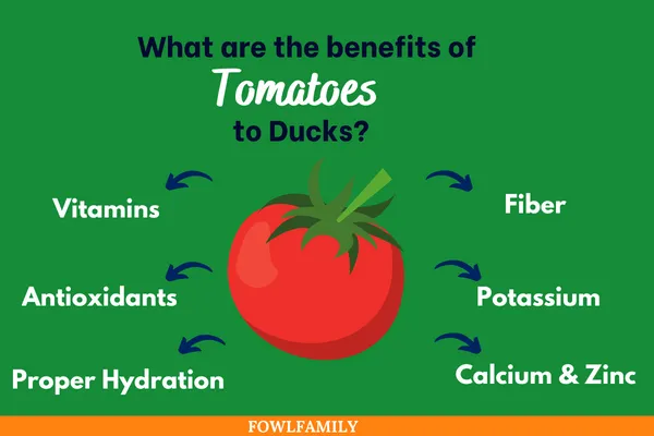 What Are The Benefits Of Tomatoes To Ducks?