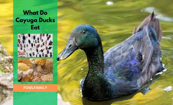 What Do Cayuga Ducks Eat? A Complete Diet Chart!