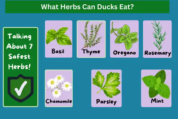 What Herbs Can Ducks Eat?