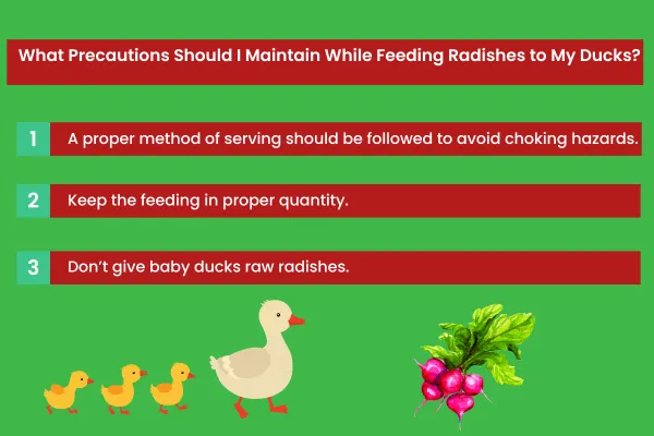 What Precautions Should I Maintain While Feeding Radishes to My Ducks?