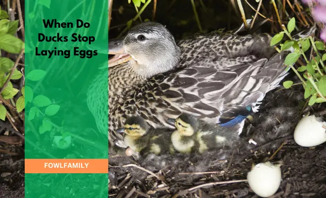 When Do Ducks Stop Laying Eggs? Either Season Or Age To Blame!
