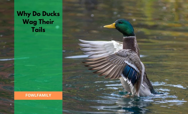 Why Do Ducks Wag Their Tails? Excitement And Happiness Behind!