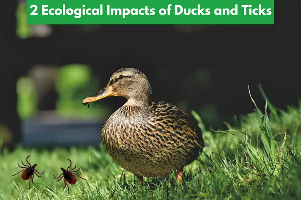 2 Ecological Impacts of Ducks and Ticks