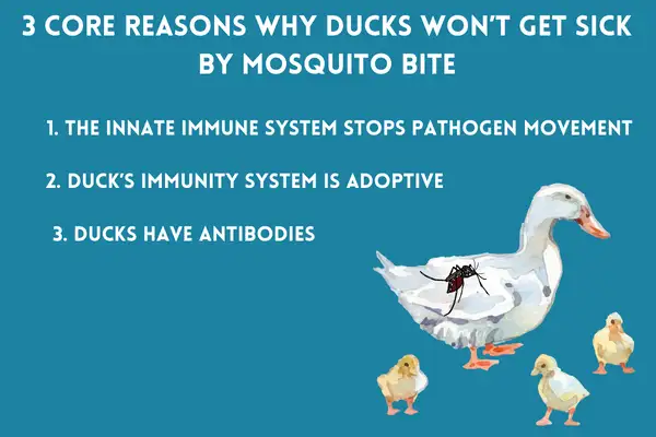 3 Core Reasons Why Ducks Won’t Get Sick By Mosquito Bite