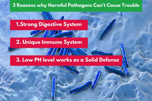 3 Reasons Why Harmful Pathogens Can’t Cause Trouble?