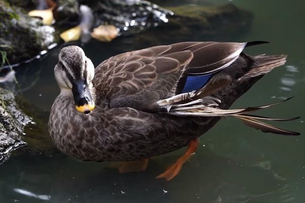 3 Symptoms That Indicate Angel Wings in Ducks