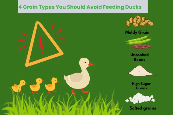 Grain Types Should Avoid Feeding Ducks