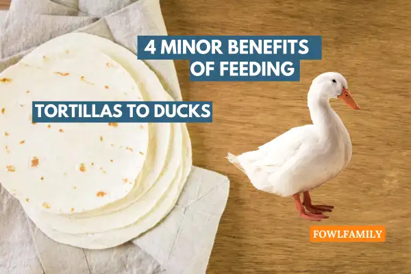 4 Minor Benefits of feeding Tortillas to Ducks