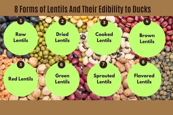 Forms of Lentils And Their Edibility to Ducks