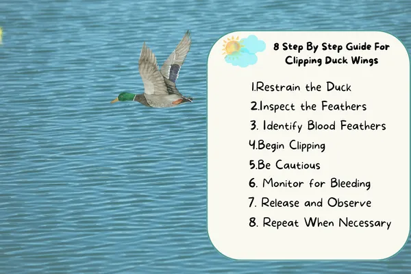 8 Step for Clipping Duck Wings