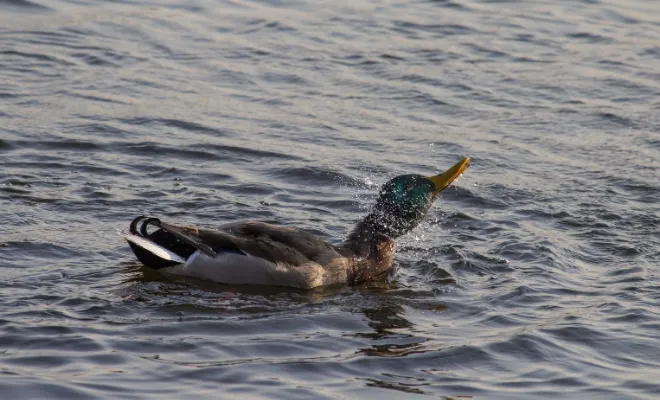 9 Reasons Why Is My Duck Shaking? Waterfowl Ways To Express Something!