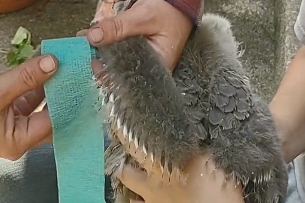 Wrap Their Wings Until Complete Recovery