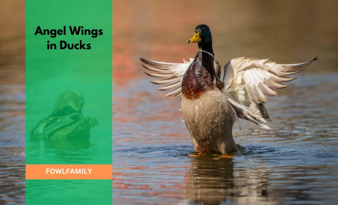 Angel Wings in Ducks: 5 Root Causes And 2 DIY Recovery Tips