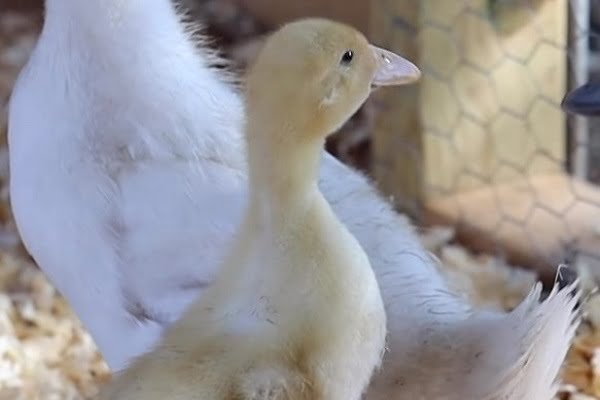 Baby Ducks In Yard