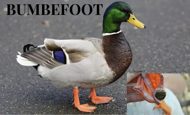Bumbefoot