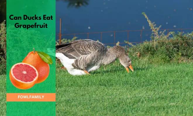 Can Ducks Eat Grapefruit? No, Avoid Citrus Fruits!