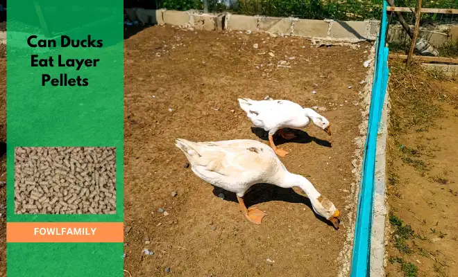 Can Ducks Eat Layer Pellets? Safe With Considerations!
