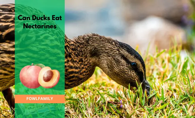 Can Ducks Eat Nectarines? Yes, But Not Everyday!