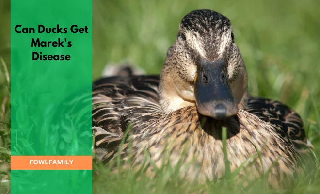 Can Ducks Get Marek’s Disease? Yes, But Rarely!