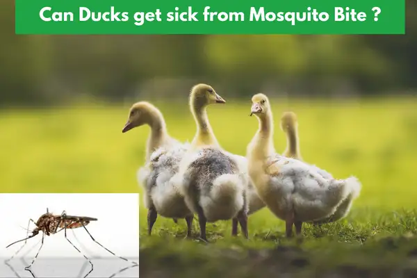 Can Ducks Get Sick from Mosquito Bite?