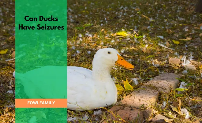 Can Ducks Have Seizures? Yes, They Can!