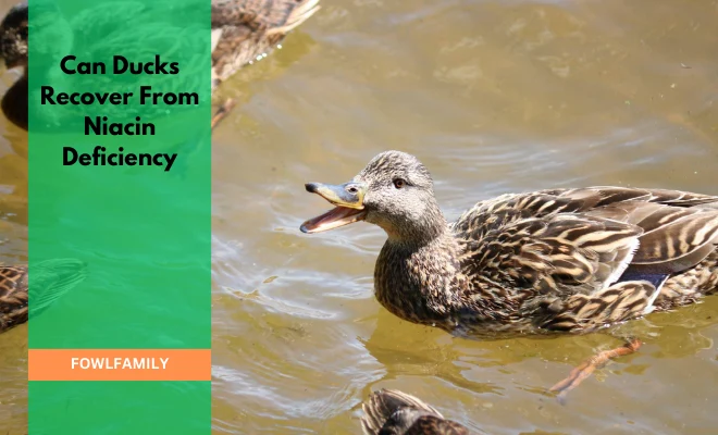 Can Ducks Recover From Niacin Deficiency? 3 Treatment Approaches