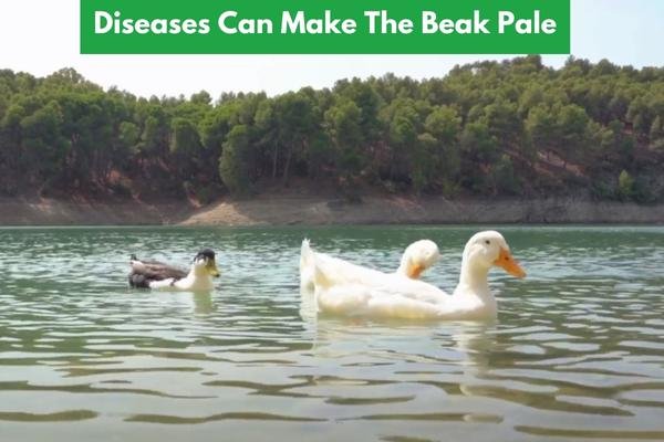 Why Do Ducks' Beaks Turn Pale