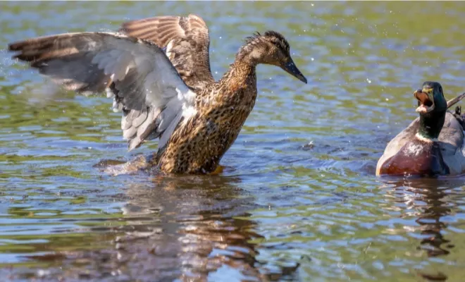 Do Ducks Mate For Life? No, They’re Seasonal Monogamous!