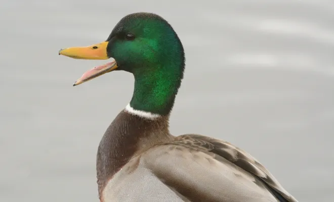 Do Ducks Quack At Night? Discovering 7 Potential Reasons