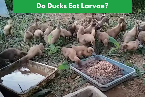 Do Ducks Eat Larvae?