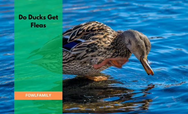 Do Ducks Get Fleas? 3 Reasons And Symptoms to Look Out For!