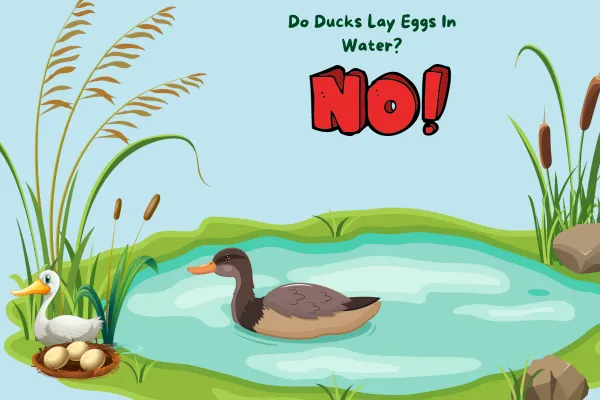 Do Ducks Lay Eggs In Water
